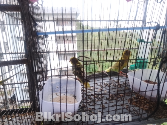 বাজিগর পাখি